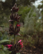 hummingbird sage in garden with pink flowers