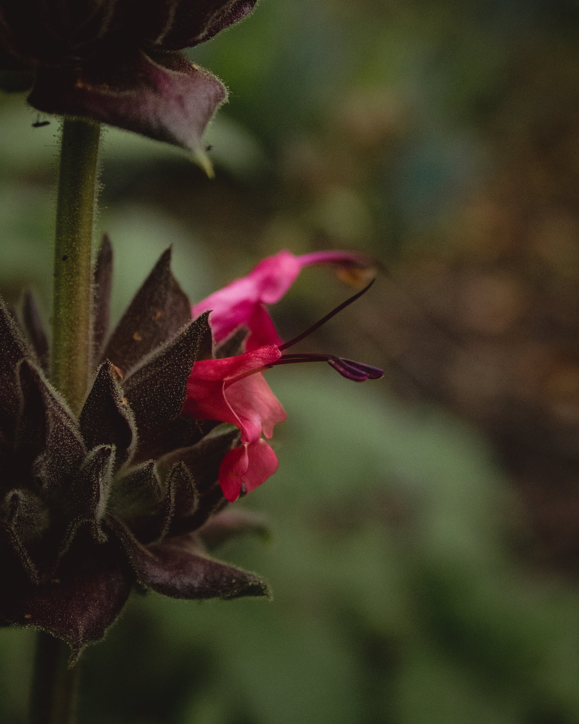 close up pink flowers on humming bird sage in garden