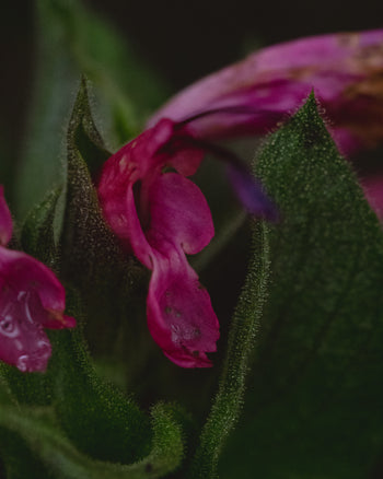 hummingbird sage flower