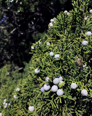 close up of juniper in gara garden