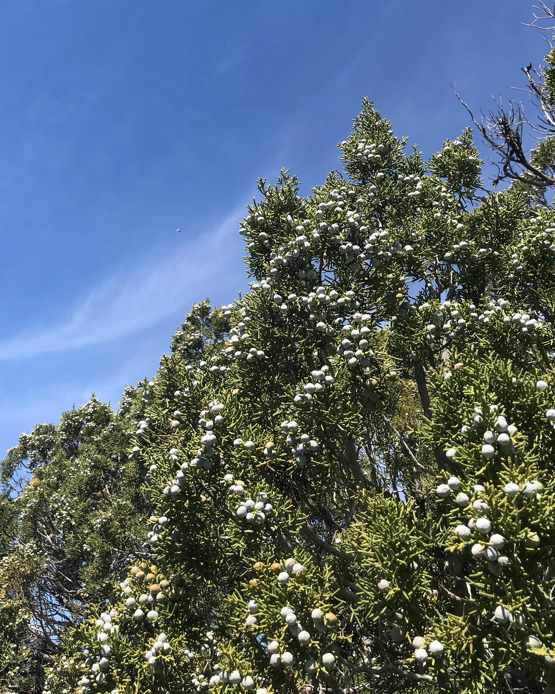 juniper tree in garden