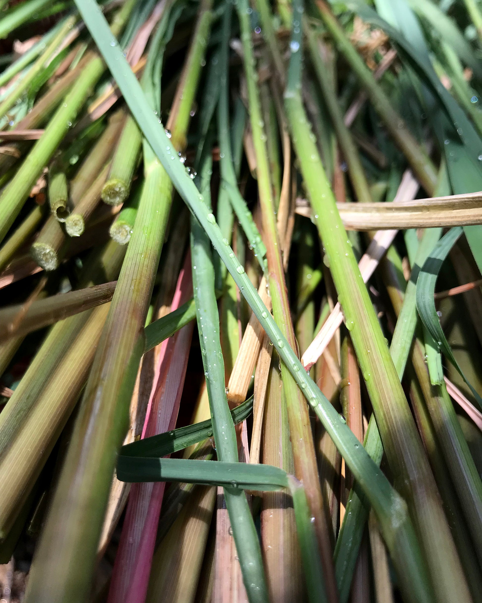 close up of picked lemon grass