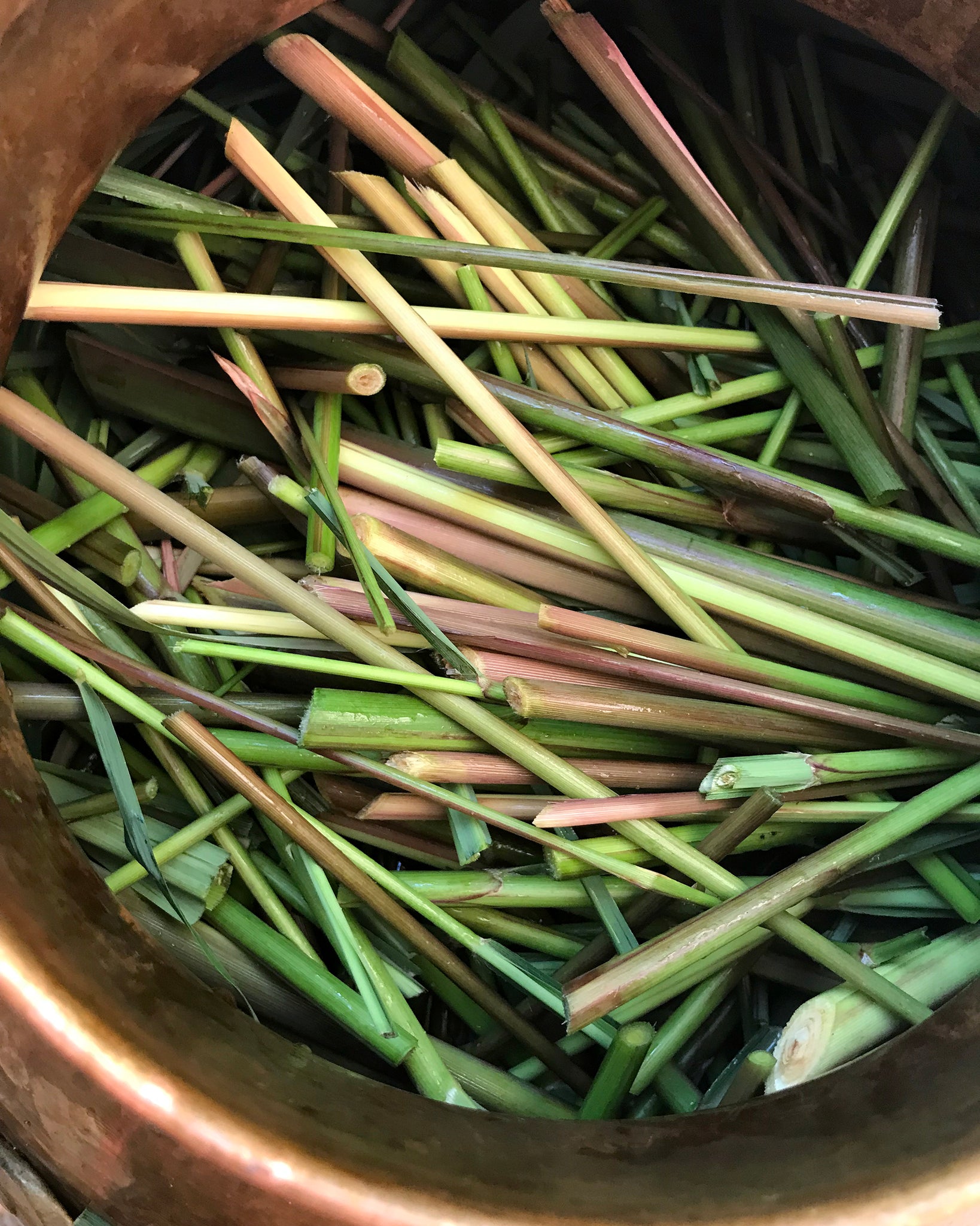 lemongrass in copper distillation pot