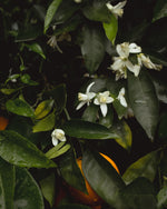 Orange Blossom Hydrosol