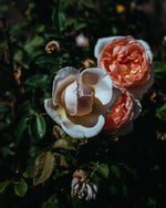 Rose + Gardenia Hydrosol