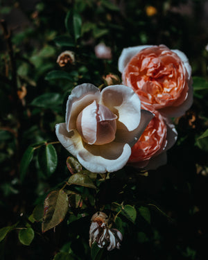 Rose + Gardenia Hydrosol