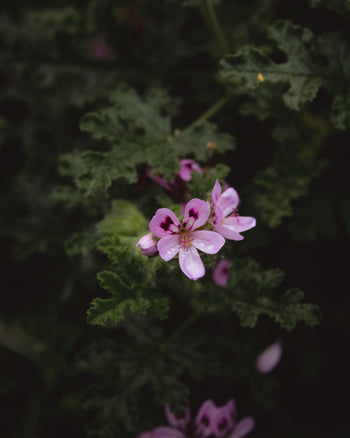 Rose Geranium Hydrosol