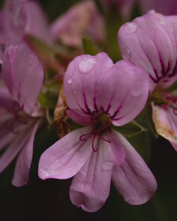 Rose Geranium Hydrosol