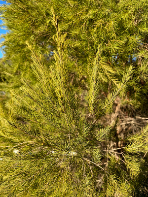 Tea Tree Hydrosol