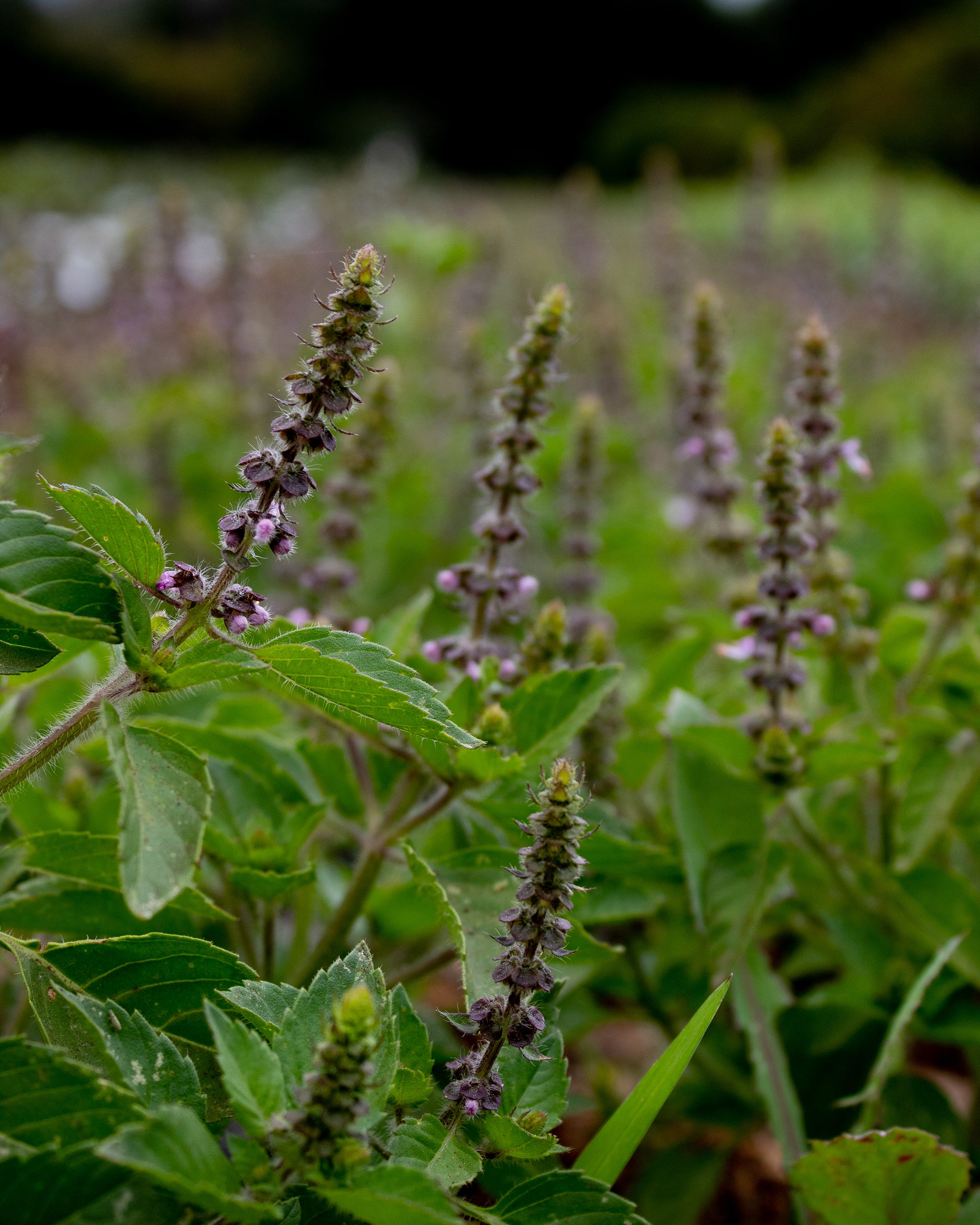 Tulsi Hydrosol